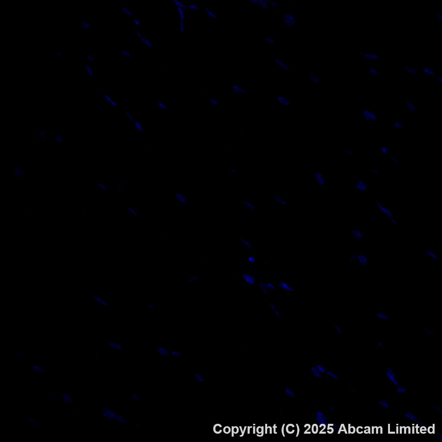 Immunohistochemistry (Formalin/PFA-fixed paraffin-embedded sections) - Alexa Fluor® 647 Anti-Grp75/MOT antibody [EPR29618-542] (AB324076), expandable thumbnail