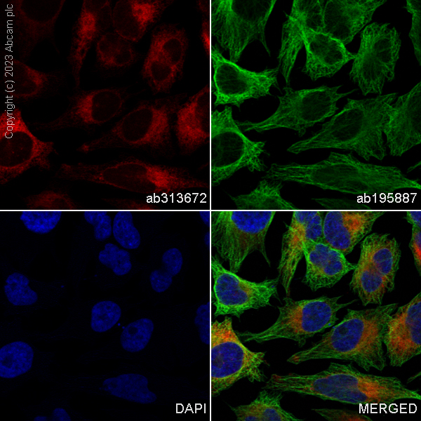 Immunocytochemistry/ Immunofluorescence - Alexa Fluor® 647 Anti-GRP94 antibody [EPR22847-50] (AB313672), expandable thumbnail