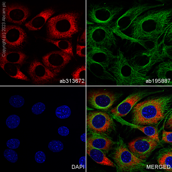 Immunocytochemistry/ Immunofluorescence - Alexa Fluor® 647 Anti-GRP94 antibody [EPR22847-50] (AB313672), expandable thumbnail