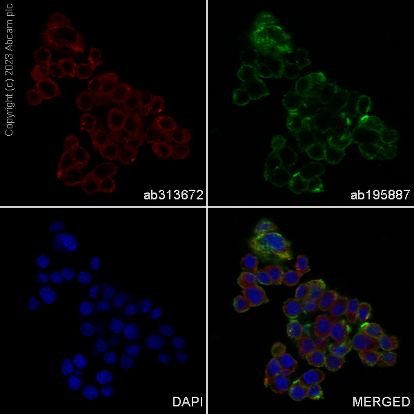 Immunocytochemistry/ Immunofluorescence - Alexa Fluor® 647 Anti-GRP94 antibody [EPR22847-50] (AB313672), expandable thumbnail