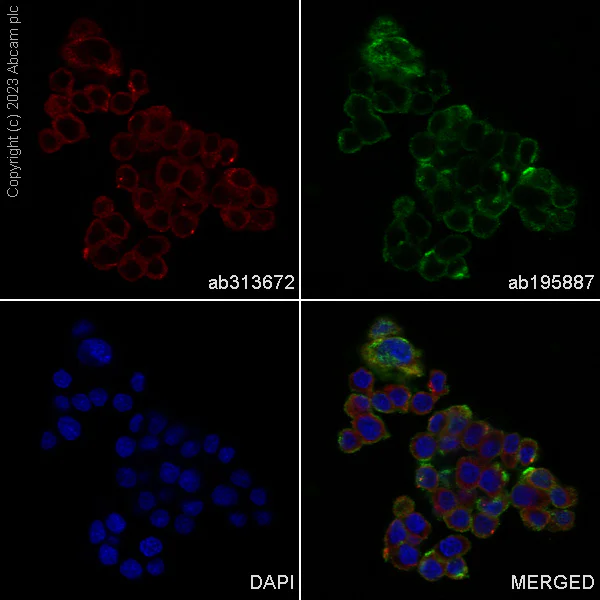 Immunocytochemistry/ Immunofluorescence - Alexa Fluor® 647 Anti-GRP94 antibody [EPR22847-50] (AB313672)