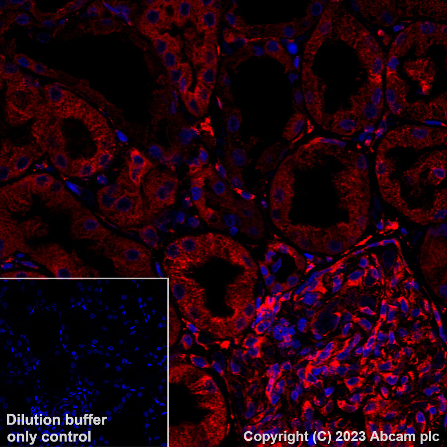 Immunohistochemistry (Formalin/PFA-fixed paraffin-embedded sections) - Alexa Fluor® 647 Anti-GRP94 antibody [EPR22847-50] (ab313672), expandable thumbnail