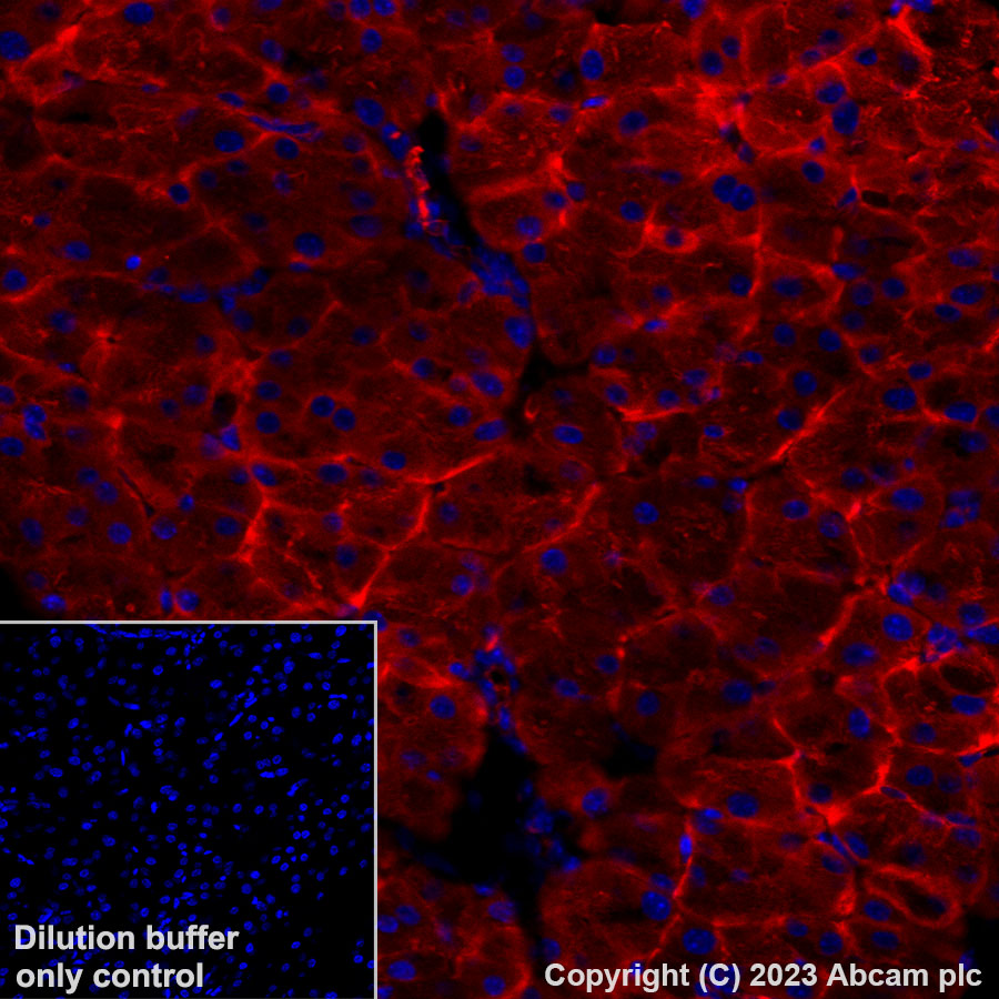 Immunohistochemistry (Formalin/PFA-fixed paraffin-embedded sections) - Alexa Fluor® 647 Anti-GRP94 antibody [EPR22847-50] (AB313672), expandable thumbnail