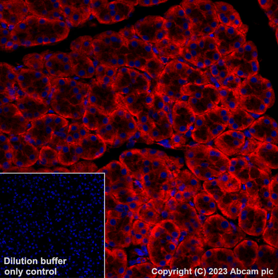 Immunohistochemistry (Formalin/PFA-fixed paraffin-embedded sections) - Alexa Fluor® 647 Anti-GRP94 antibody [EPR22847-50] (AB313672), expandable thumbnail