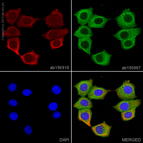 Immunocytochemistry/ Immunofluorescence - Alexa Fluor® 647 Anti-GSK3 beta antibody [Y174] (AB196910), expandable thumbnail