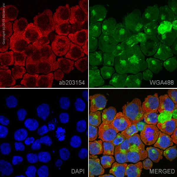 Immunocytochemistry/ Immunofluorescence - Alexa Fluor® 647 Anti-GST3 / GST pi antibody [EPR8263] (AB203154)