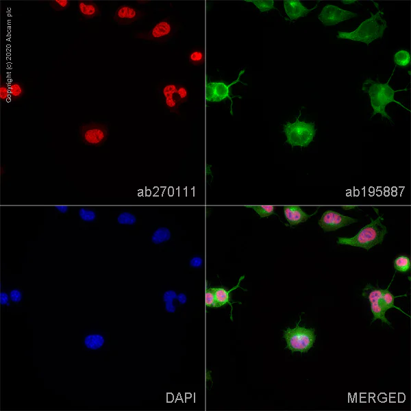 Immunocytochemistry - Alexa Fluor® 647 Anti-HAND2 antibody [EPR19451] (AB270111)