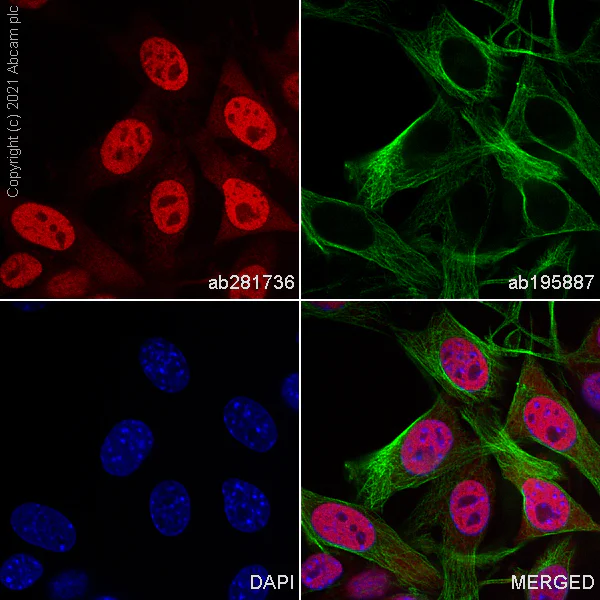 Immunocytochemistry/ Immunofluorescence - Alexa Fluor® 647 Anti-HDAC1 antibody [EPR23847-170] (AB281736)