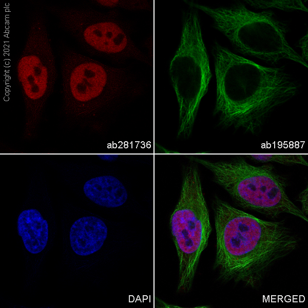 Immunocytochemistry/ Immunofluorescence - Alexa Fluor® 647 Anti-HDAC1 antibody [EPR23847-170] (AB281736), expandable thumbnail