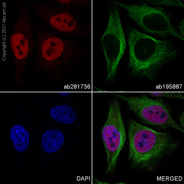 Immunocytochemistry/ Immunofluorescence - Alexa Fluor® 647 Anti-HDAC1 antibody [EPR23847-170] (AB281736)