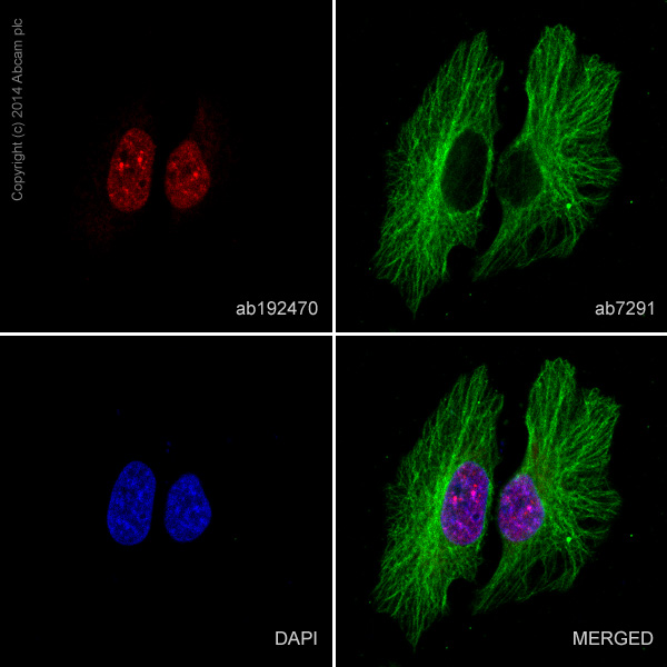 Immunocytochemistry/ Immunofluorescence - Alexa Fluor® 647 Anti-HDAC1 antibody [EPR460(2)] (AB192470), expandable thumbnail