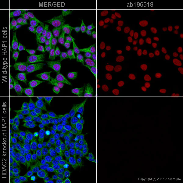 Immunocytochemistry/ Immunofluorescence - Alexa Fluor® 647 Anti-HDAC2 antibody [Y461] (AB196518)