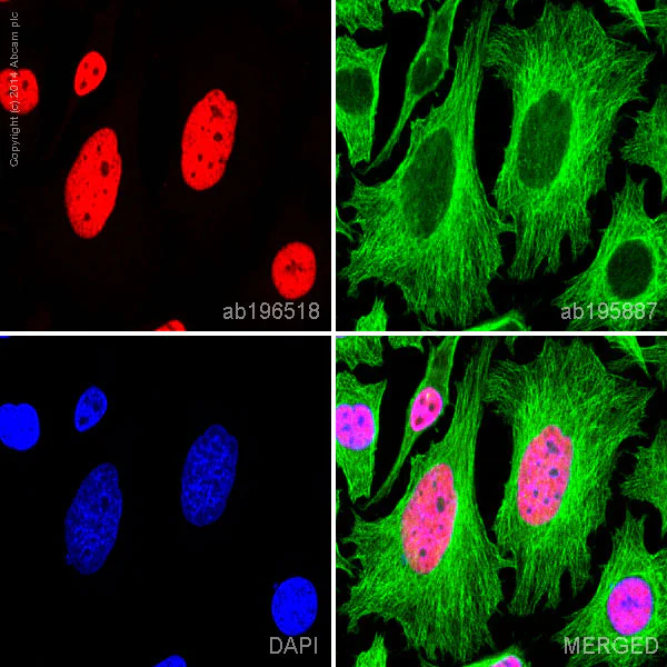 Immunocytochemistry/ Immunofluorescence - Alexa Fluor® 647 Anti-HDAC2 antibody [Y461] (AB196518)