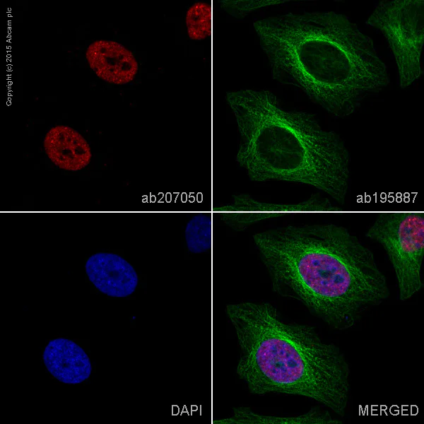 Immunocytochemistry/ Immunofluorescence - Alexa Fluor® 647 Anti-HDAC9 antibody [EPR5223] (AB207050)