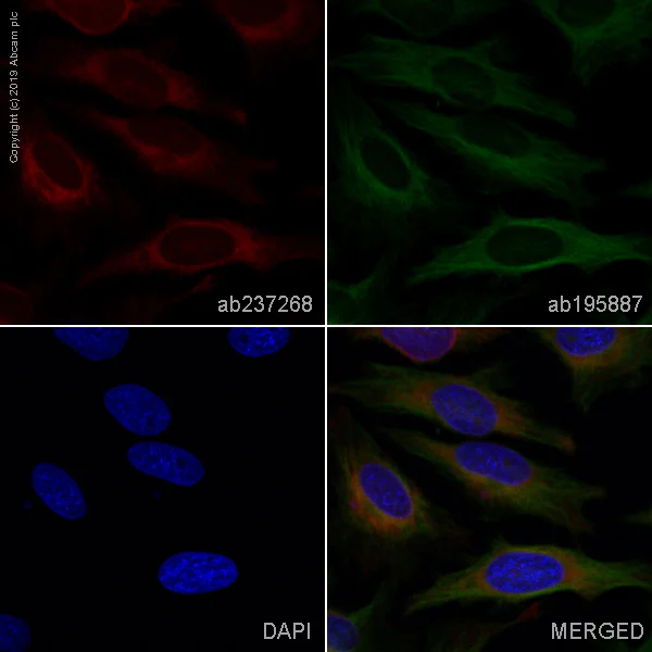 Immunocytochemistry/ Immunofluorescence - Alexa Fluor® 647 Anti-Heme Oxygenase 1 antibody [EPR18161-128] (AB237268)
