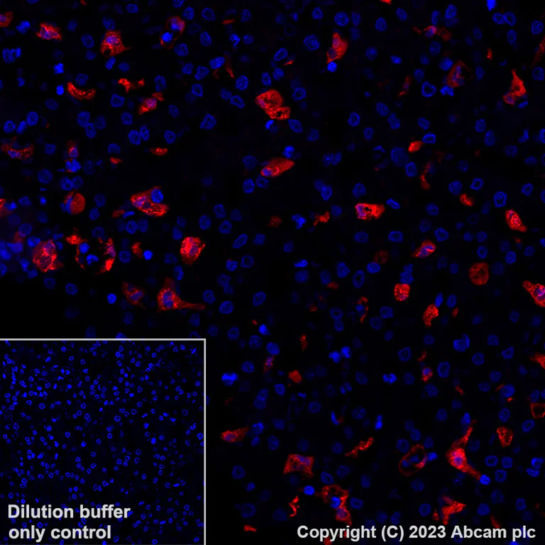 Immunohistochemistry (Formalin/PFA-fixed paraffin-embedded sections) - Alexa Fluor® 647 Anti-Heme Oxygenase 1 antibody [EPR18161-128] (AB237268)