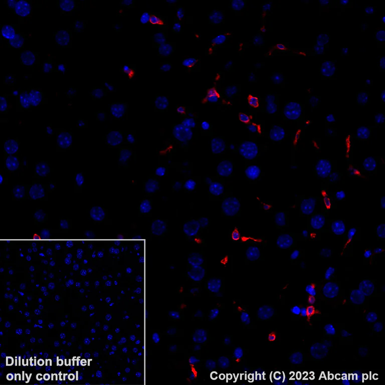 Immunohistochemistry (Formalin/PFA-fixed paraffin-embedded sections) - Alexa Fluor® 647 Anti-Heme Oxygenase 1 antibody [EPR18161-128] (AB237268)