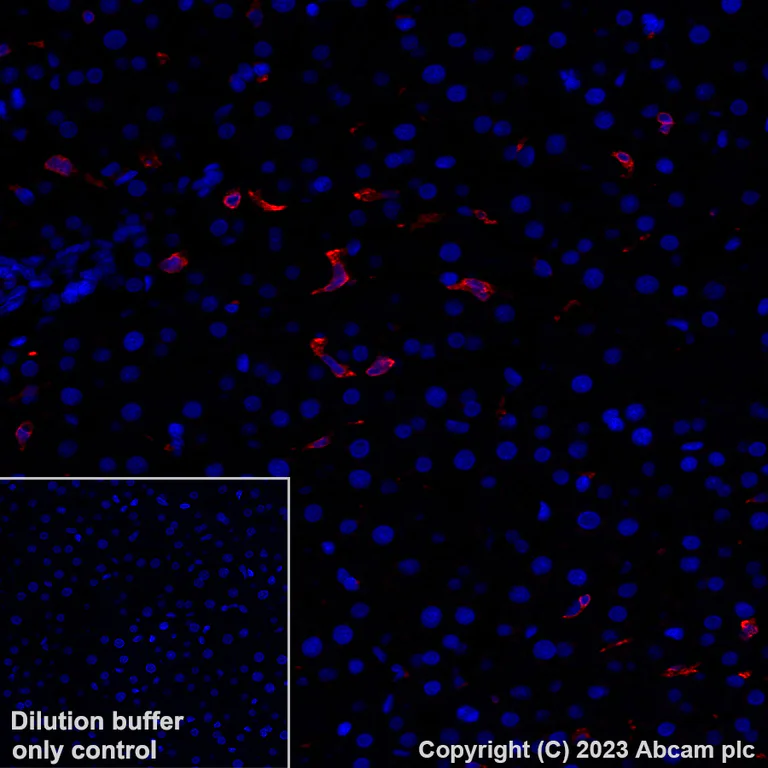 Immunohistochemistry (Formalin/PFA-fixed paraffin-embedded sections) - Alexa Fluor® 647 Anti-Heme Oxygenase 1 antibody [EPR18161-128] (AB237268)