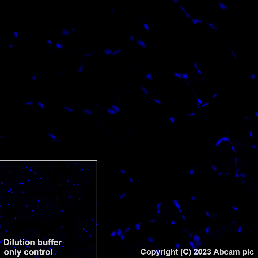 Immunohistochemistry (Formalin/PFA-fixed paraffin-embedded sections) - Alexa Fluor® 647 Anti-Heme Oxygenase 1 antibody [EPR18161-128] (AB237268)