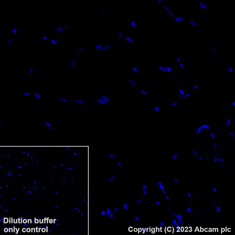 Immunohistochemistry (Formalin/PFA-fixed paraffin-embedded sections) - Alexa Fluor® 647 Anti-Heme Oxygenase 1 antibody [EPR18161-128] (AB237268)