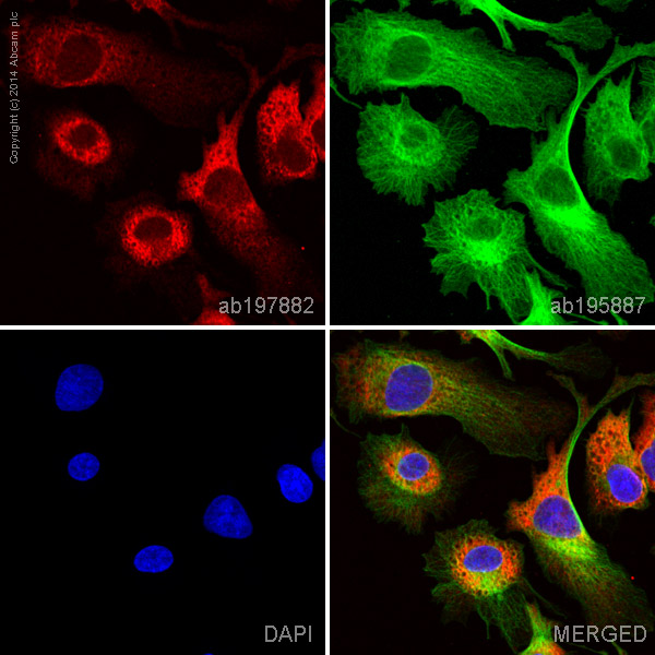 Immunocytochemistry/ Immunofluorescence - Alexa Fluor® 647 Anti-Hemopexin antibody [EPR5610] (AB197882), expandable thumbnail