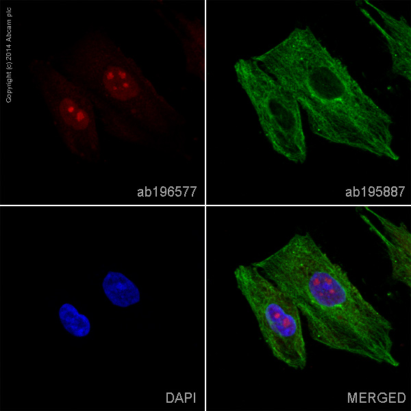 Immunocytochemistry/ Immunofluorescence - Alexa Fluor® 647 Anti-Hes1 antibody [EPR4226] (AB196577)