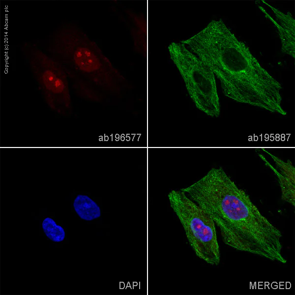 Immunocytochemistry/ Immunofluorescence - Alexa Fluor® 647 Anti-Hes1 antibody [EPR4226] (AB196577)