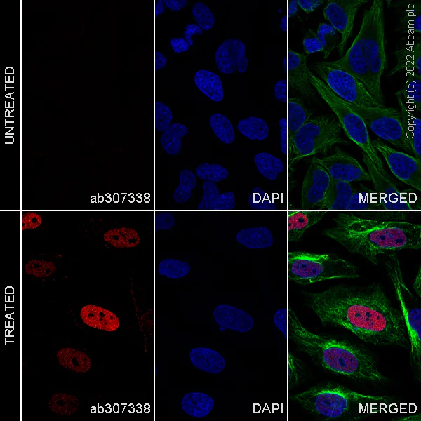 Immunocytochemistry/ Immunofluorescence - Alexa Fluor® 647 Anti-HIF-1 alpha antibody [54/HIF-1a] (AB307338)
