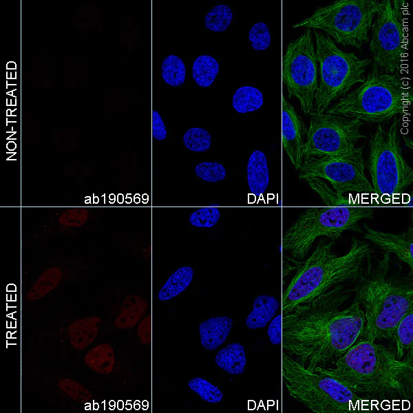Immunocytochemistry/ Immunofluorescence - Alexa Fluor® 647 Anti-HIF-1 alpha antibody [EP1215Y] (AB190569)