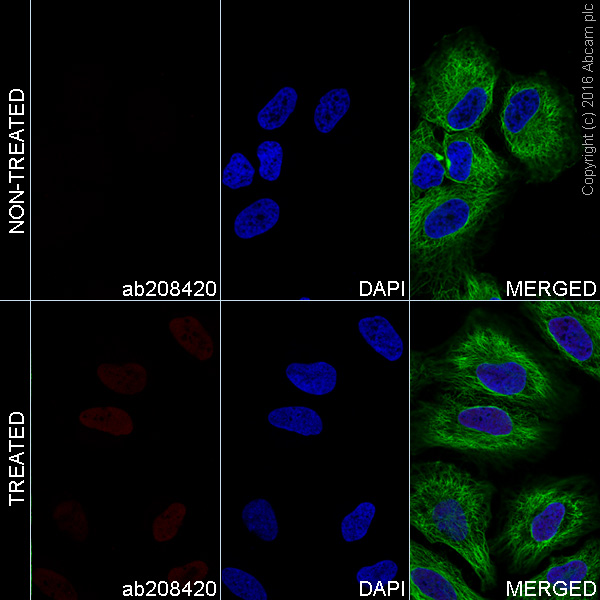 Immunocytochemistry/ Immunofluorescence - Alexa Fluor® 647 Anti-HIF-1 alpha antibody [EPR16897] (AB208420), expandable thumbnail