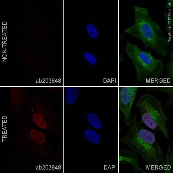 Immunocytochemistry/ Immunofluorescence - Alexa Fluor® 647 Anti-HIF-1 alpha antibody [H1alpha67] (AB203848)