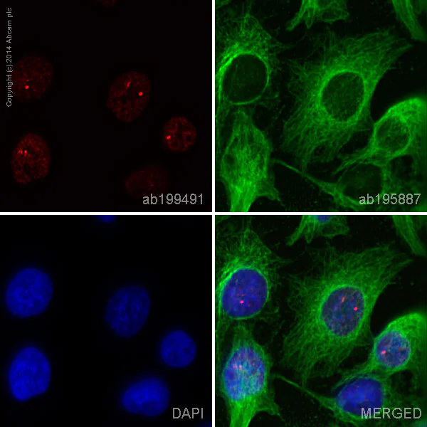 Immunocytochemistry/ Immunofluorescence - Alexa Fluor® 647 Anti-HIPK2 antibody [EPR3819] (AB199491)