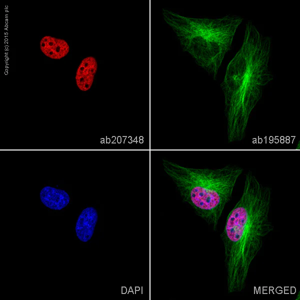 Immunocytochemistry/ Immunofluorescence - Alexa Fluor® 647 Anti-Histone H2A (acetyl K5) antibody [EP856Y] (AB207348)