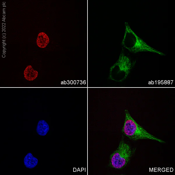Immunocytochemistry/ Immunofluorescence - Alexa Fluor® 647 Anti-Histone H2A antibody [EPR895] - Nuclear Marker (AB300736)