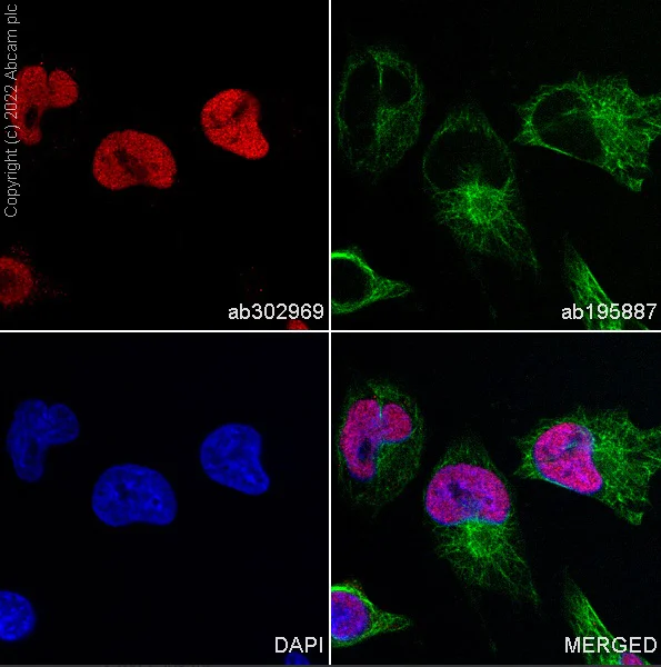 Immunocytochemistry/ Immunofluorescence - Alexa Fluor® 647 Anti-Histone H2A.X antibody [EPR22820-23] (AB302969)