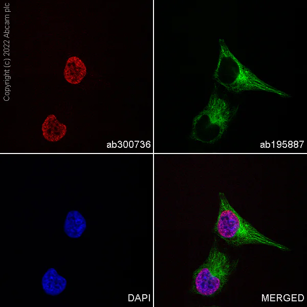 Immunocytochemistry/ Immunofluorescence - Alexa Fluor® 647 Anti-Histone H2A.X antibody [EPR895] - Nuclear Marker (AB300736)