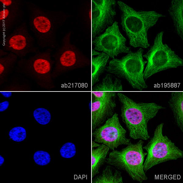 Immunocytochemistry/ Immunofluorescence - Alexa Fluor® 647 Anti-Histone H2A.Z antibody [EPR6171(2)(B)] - Nuclear Marker (AB217080)