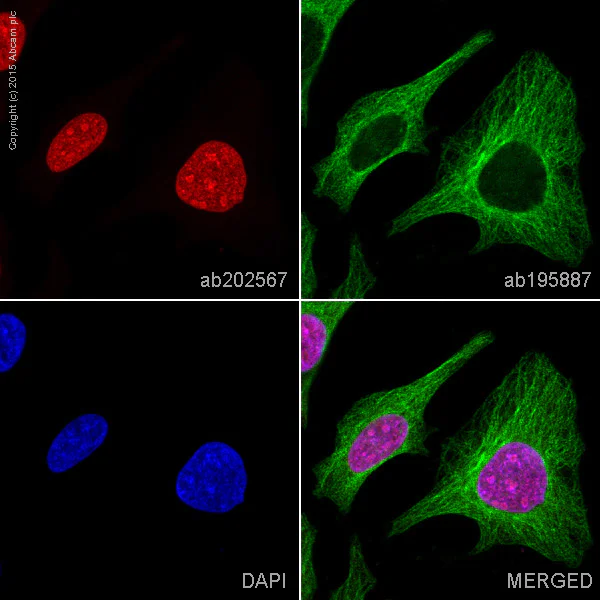 Immunocytochemistry/ Immunofluorescence - Alexa Fluor® 647 Anti-Histone H2B antibody [mAbcam 52484] (AB202567)