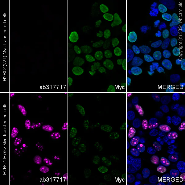 Immunocytochemistry/ Immunofluorescence - Alexa Fluor® 647 Anti-Histone H2B (mutated E76Q) antibody [EPR27299-85] (AB317717)