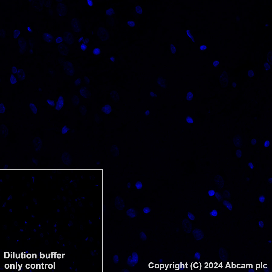 Immunohistochemistry (Formalin/PFA-fixed paraffin-embedded sections) - Alexa Fluor® 647 Anti-Histone H2B (mutated E76Q) antibody [EPR27299-85] (AB317717), expandable thumbnail