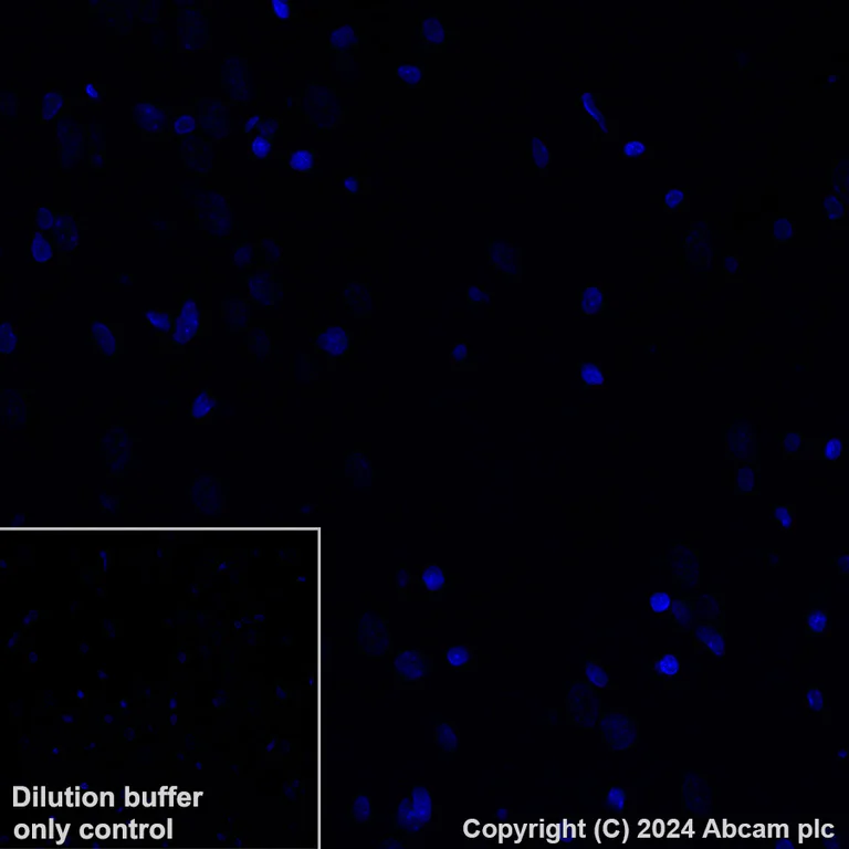 Immunohistochemistry (Formalin/PFA-fixed paraffin-embedded sections) - Alexa Fluor® 647 Anti-Histone H2B (mutated E76Q) antibody [EPR27299-85] (AB317717)