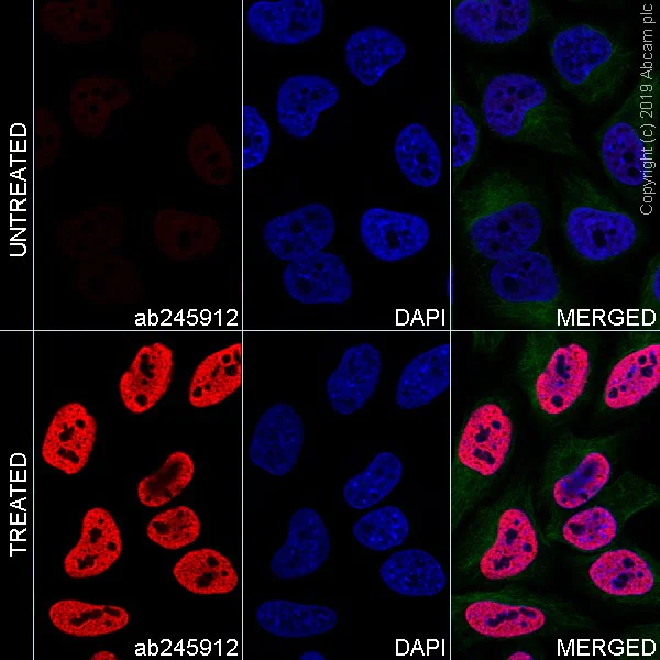 Immunocytochemistry/ Immunofluorescence - Alexa Fluor® 647 Anti-Histone H3 (acetyl K27) antibody [EP16602] (AB245912)