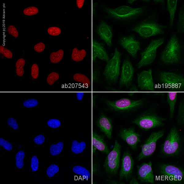 Immunocytochemistry/ Immunofluorescence - Alexa Fluor® 647 Anti-Histone H3 antibody [EPR16987] - Nuclear Marker (AB207543)