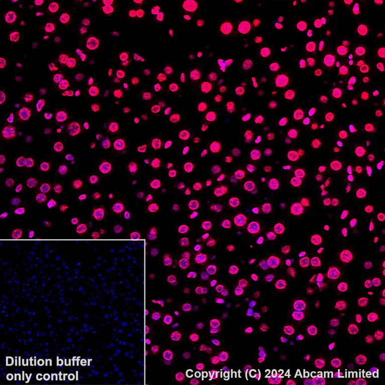 Immunohistochemistry (Formalin/PFA-fixed paraffin-embedded sections) - Alexa Fluor® 647 Anti-Histone H3 antibody [EPR16987] - Nuclear Marker (AB207543)