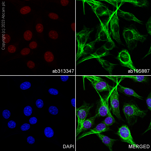 Immunocytochemistry/ Immunofluorescence - Alexa Fluor® 647 Anti-Histone H3 antibody [EPR17785] (AB313347), expandable thumbnail
