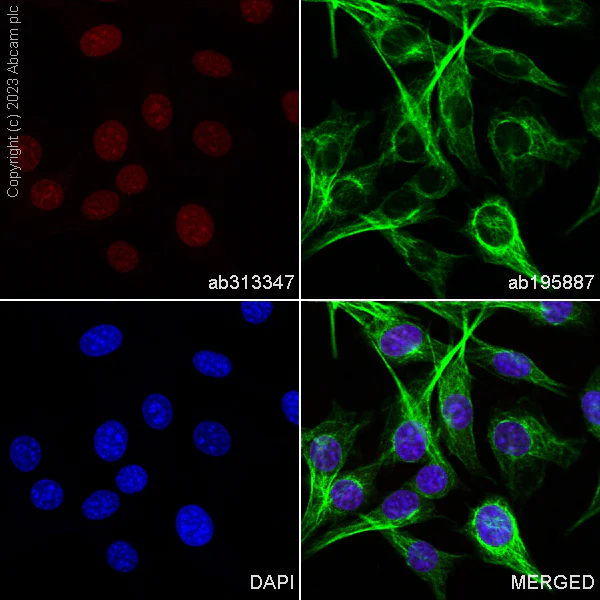 Immunocytochemistry/ Immunofluorescence - Alexa Fluor® 647 Anti-Histone H3 antibody [EPR17785] - Nuclear Marker (AB313347)