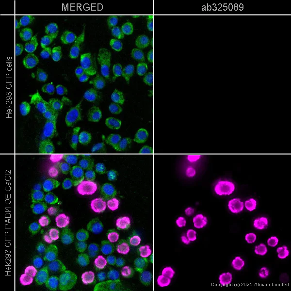 Immunocytochemistry/ Immunofluorescence - Alexa Fluor® 647 Anti-Histone H3 (citrulline R8) antibody [EPR20358-13] (AB325089)