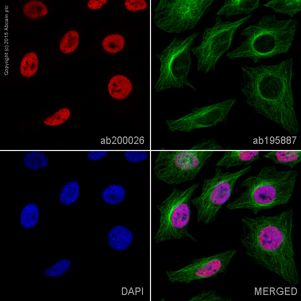 Immunocytochemistry/ Immunofluorescence - Alexa Fluor® 647 Anti-Histone H3 (di methyl K4) antibody [Y47] (AB200026), expandable thumbnail