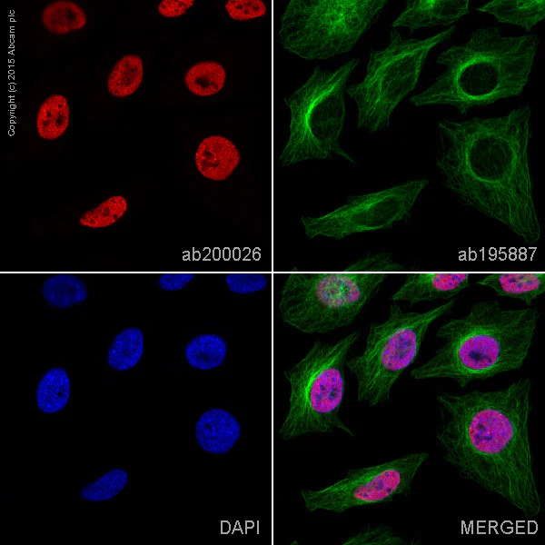 Immunocytochemistry/ Immunofluorescence - Alexa Fluor® 647 Anti-Histone H3 (di methyl K4) antibody [Y47] (AB200026)