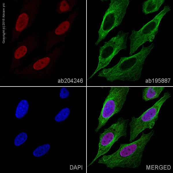 Immunocytochemistry/ Immunofluorescence - Alexa Fluor® 647 Anti-Histone H3 (di methyl K4, tri methyl K4) antibody [mAbcam 6000] (AB204246)